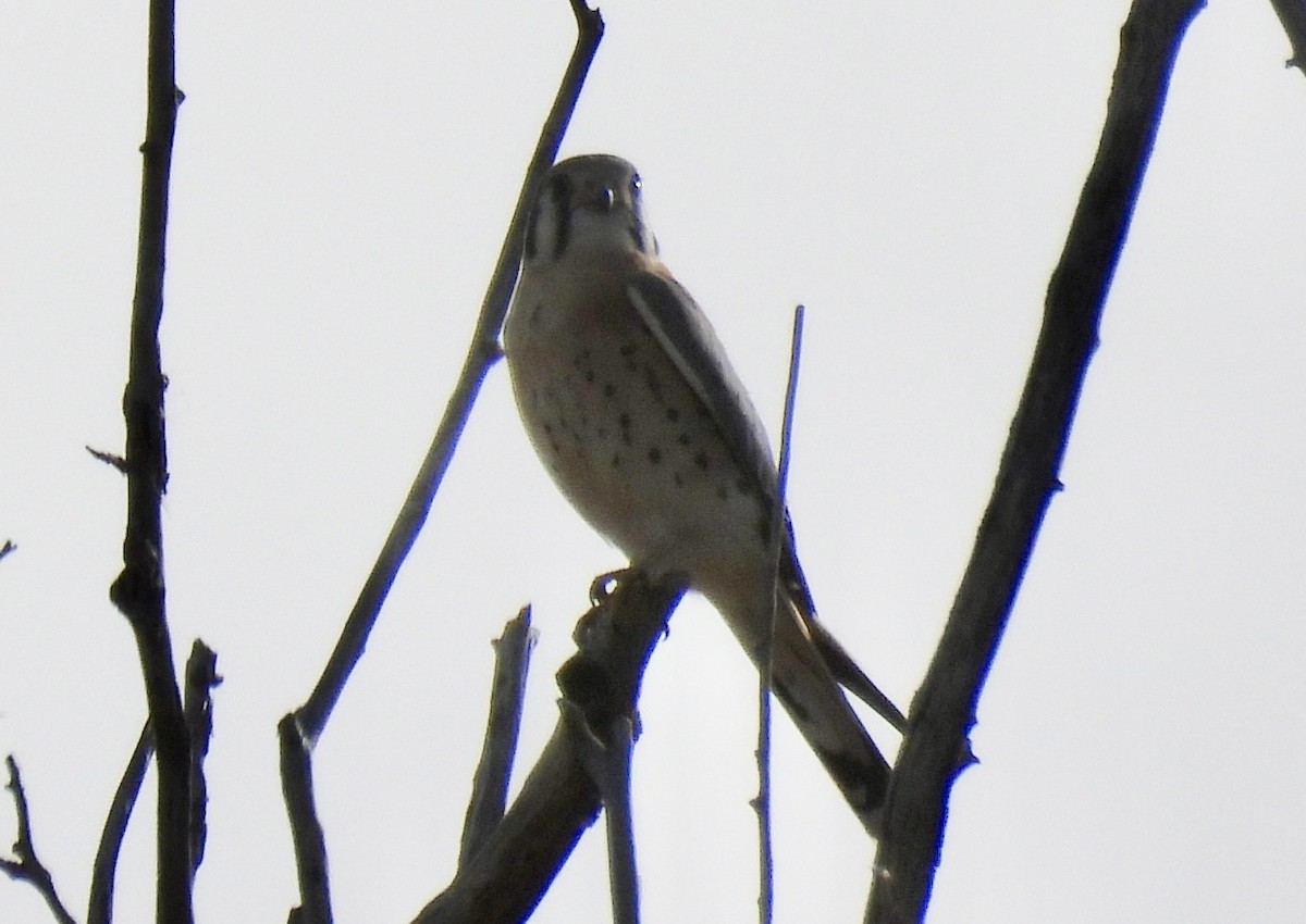 בז אמריקני - ML646096821