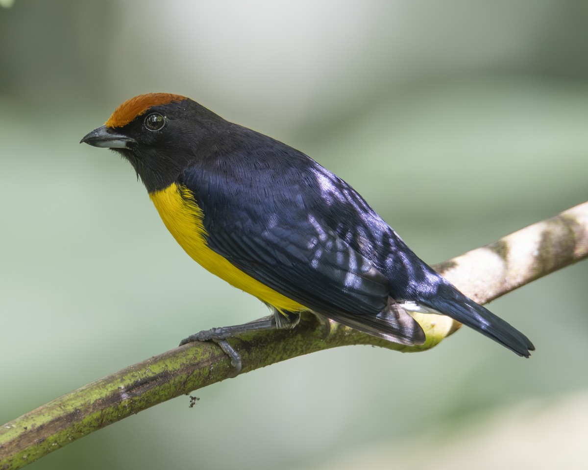 Tawny-capped Euphonia - ML646096822