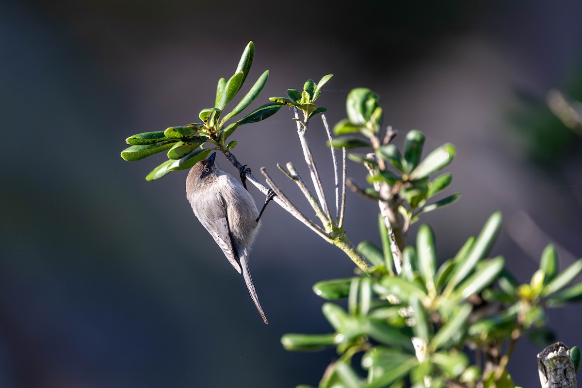 Bushtit - ML646096829