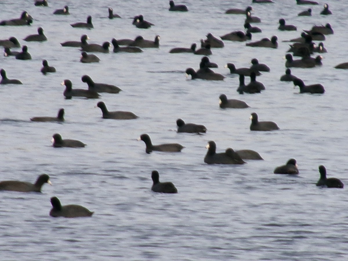 אגמית אמריקנית - ML646096839