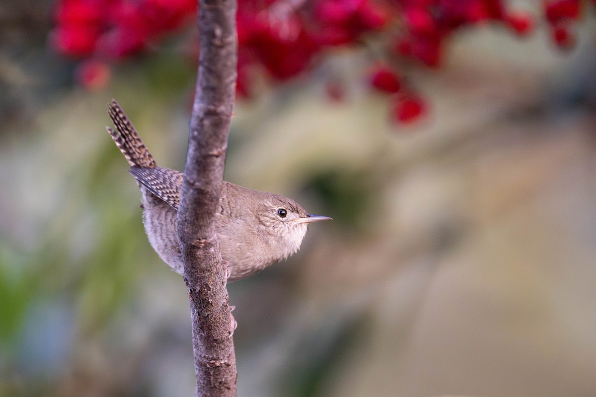 Northern House Wren - ML646096840