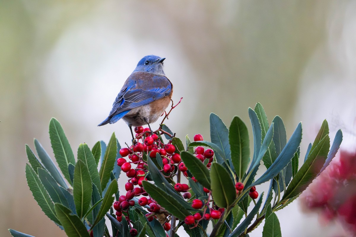 Western Bluebird - ML646096841