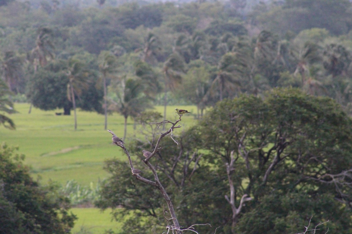 Gray-fronted Green-Pigeon - ML646096843