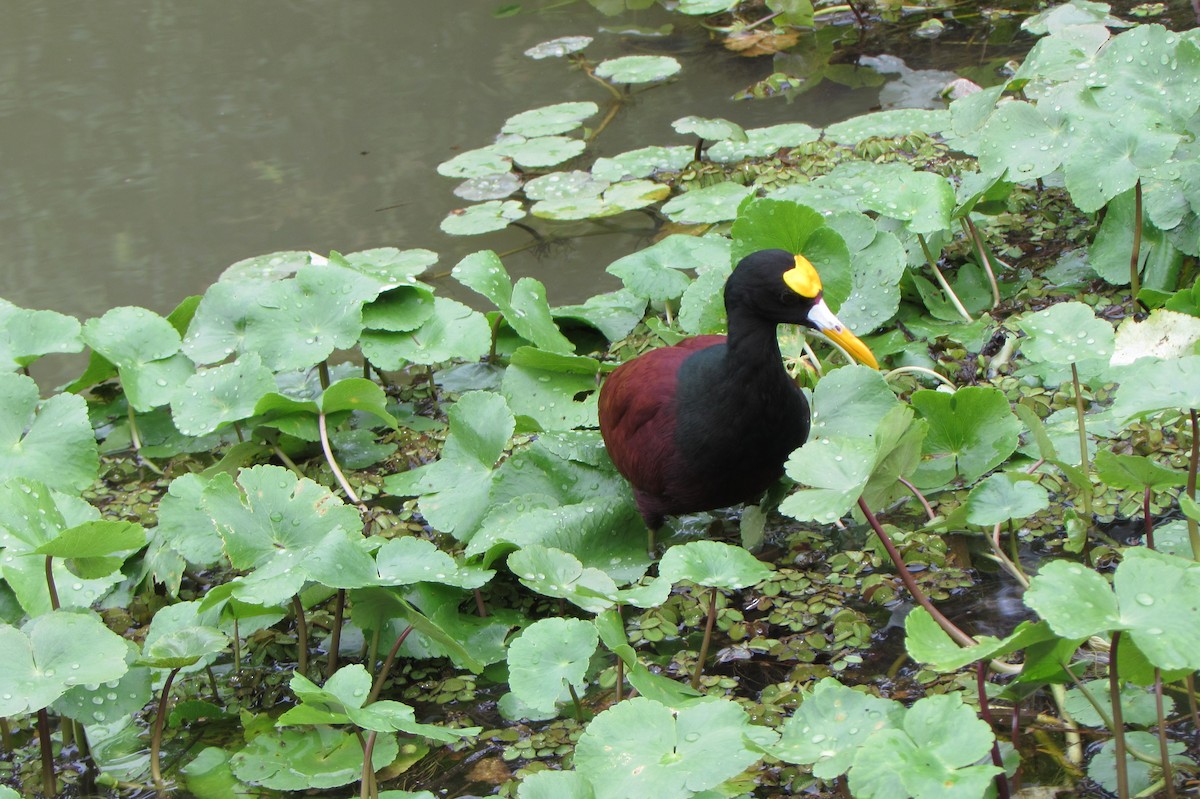 Northern Jacana - ML646096845