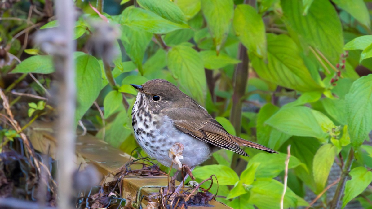 eremittskogtrost - ML646096853