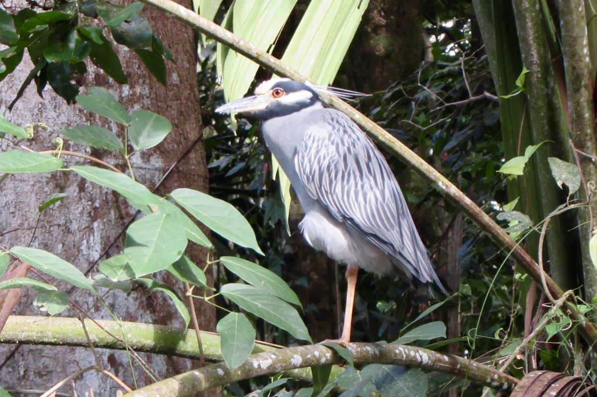 אנפת לילה צהובת-כיפה - ML646096864