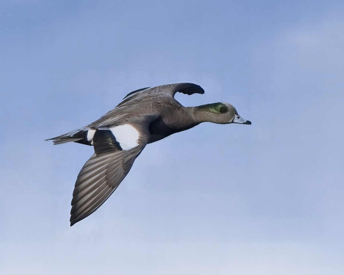 American Wigeon - ML646096867
