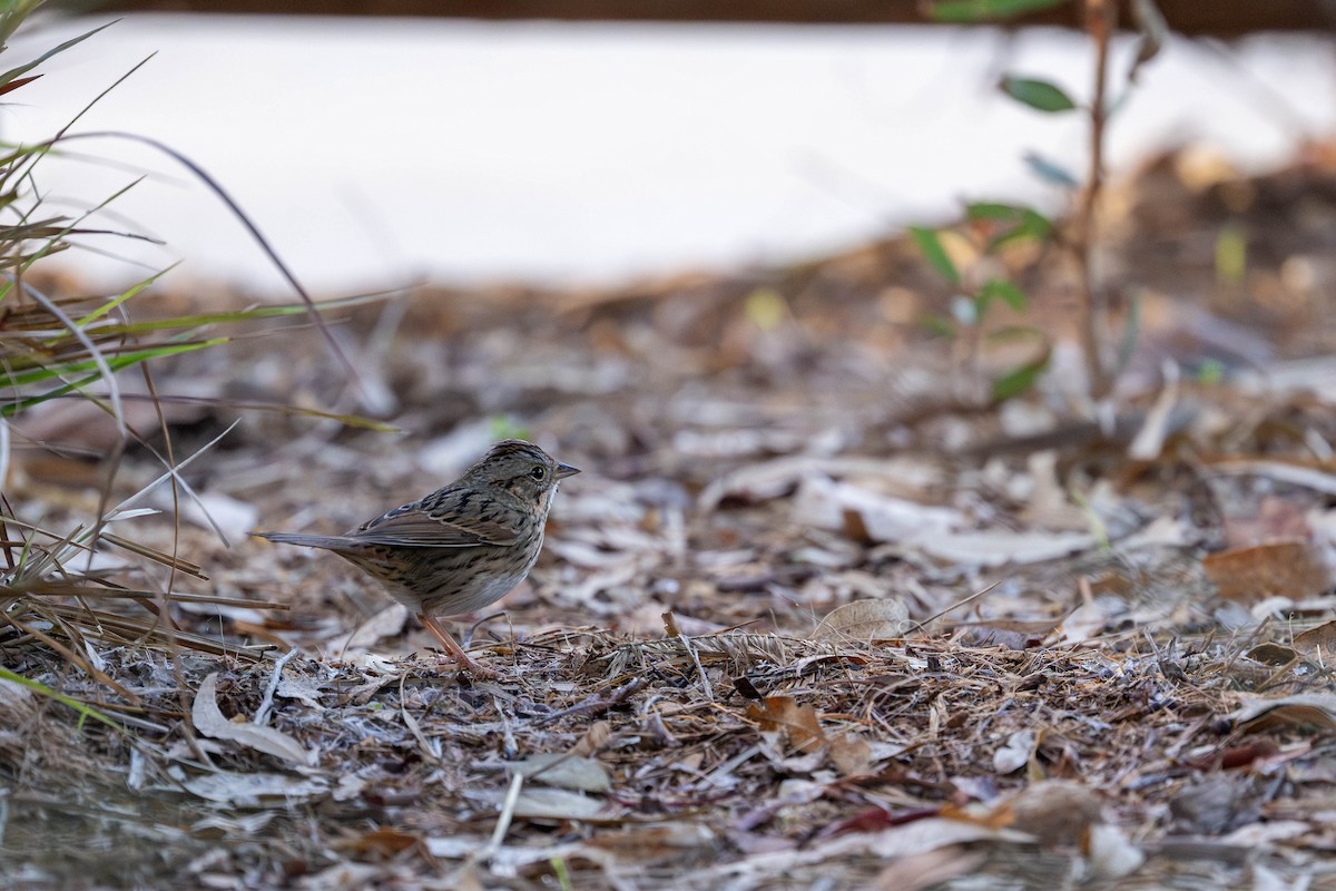 Lincoln's Sparrow - ML646096879