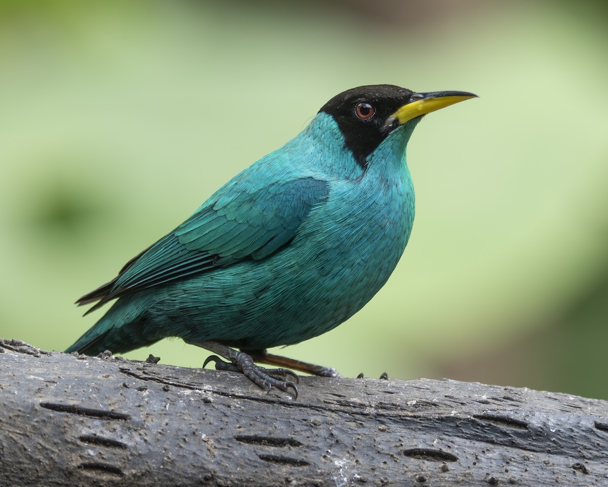 Green Honeycreeper - ML646096884
