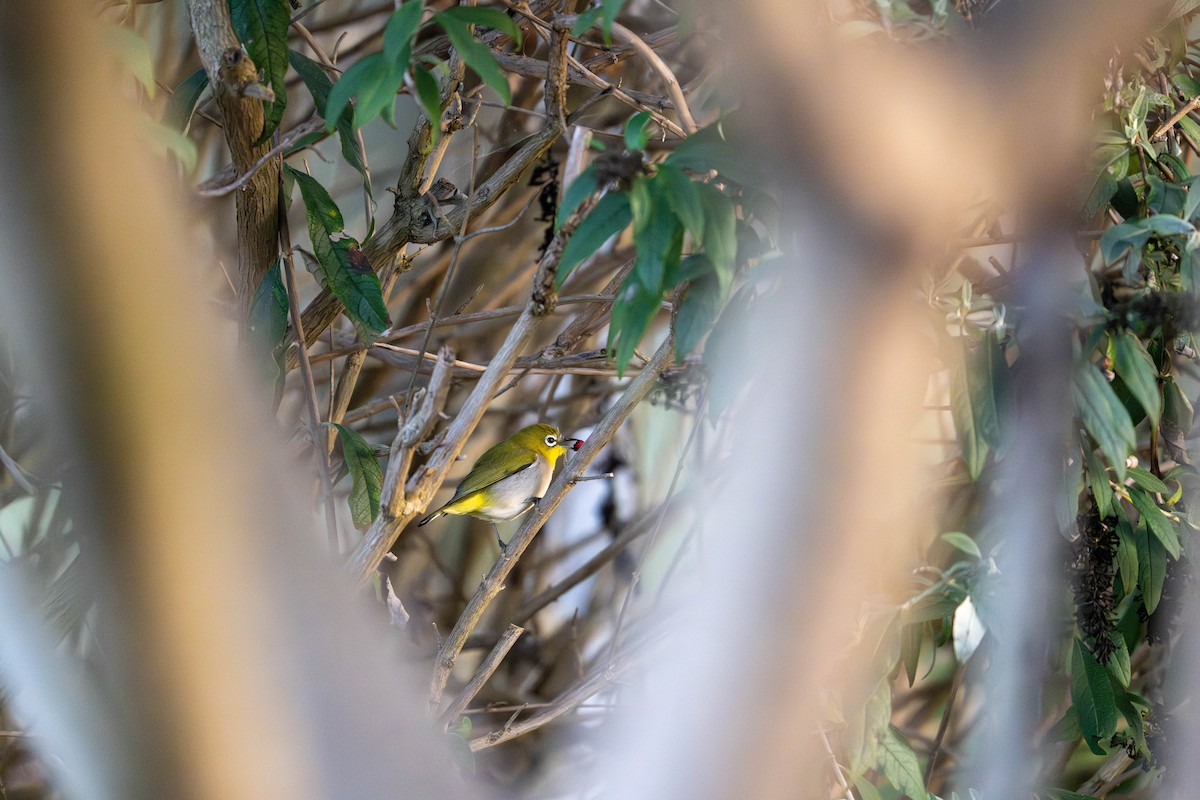 Swinhoe's White-eye - ML646096891