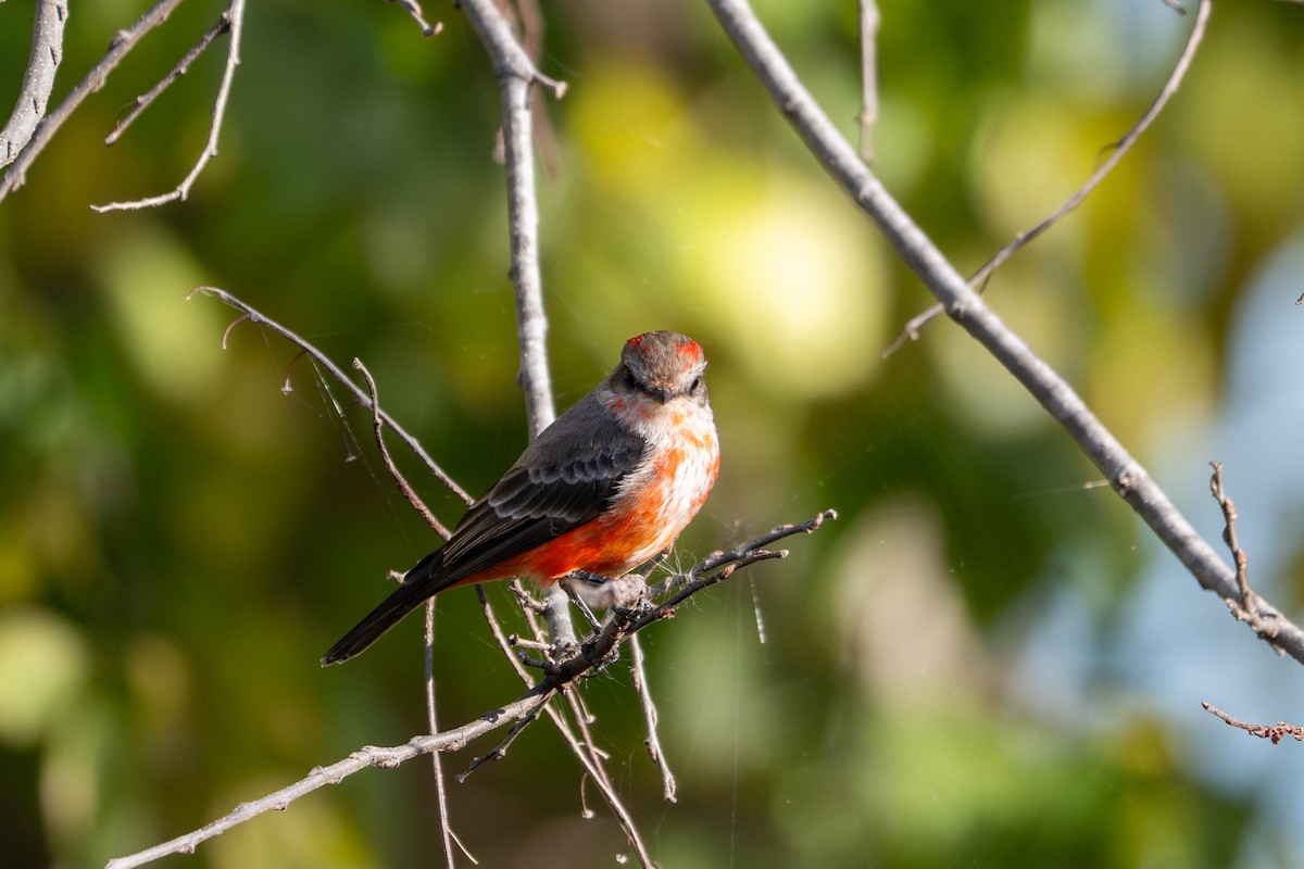 Vermilion Flycatcher - ML646096895