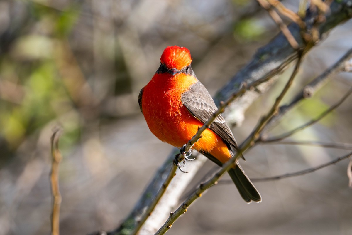Vermilion Flycatcher - ML646096896