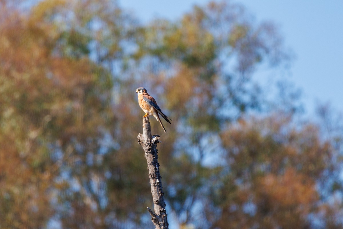 בז אמריקני - ML646096904