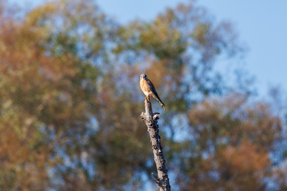 בז אמריקני - ML646096905