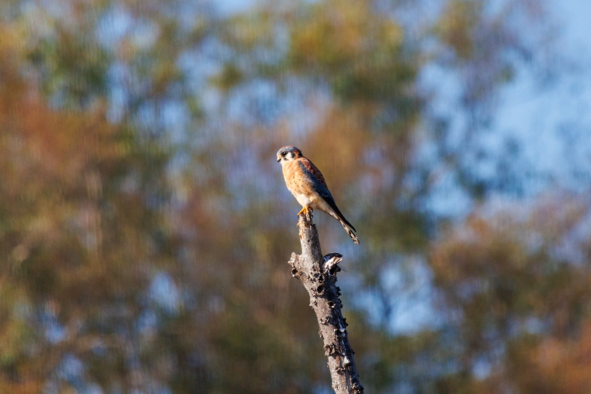 בז אמריקני - ML646096906