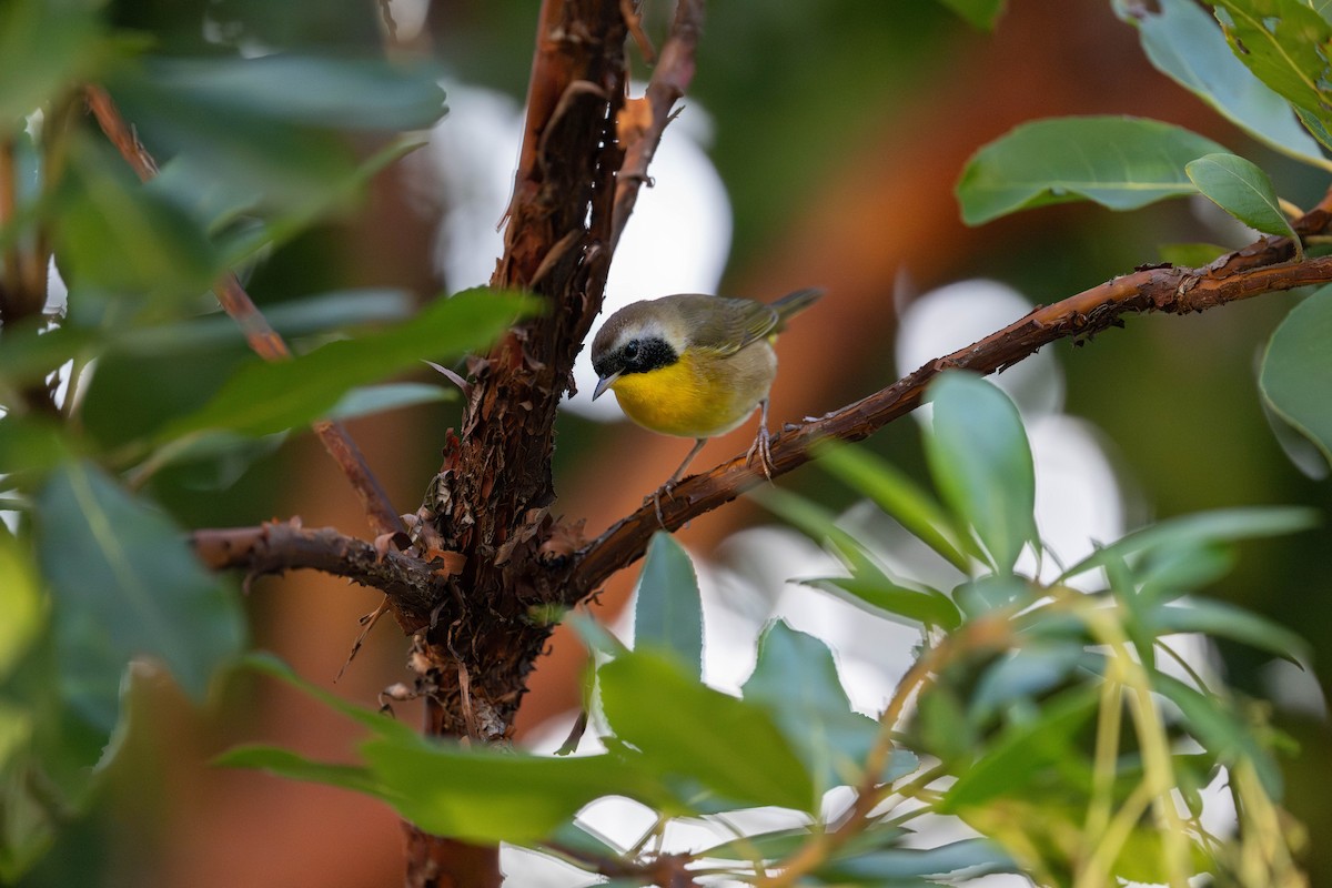 nordgulstrupe - ML646096907