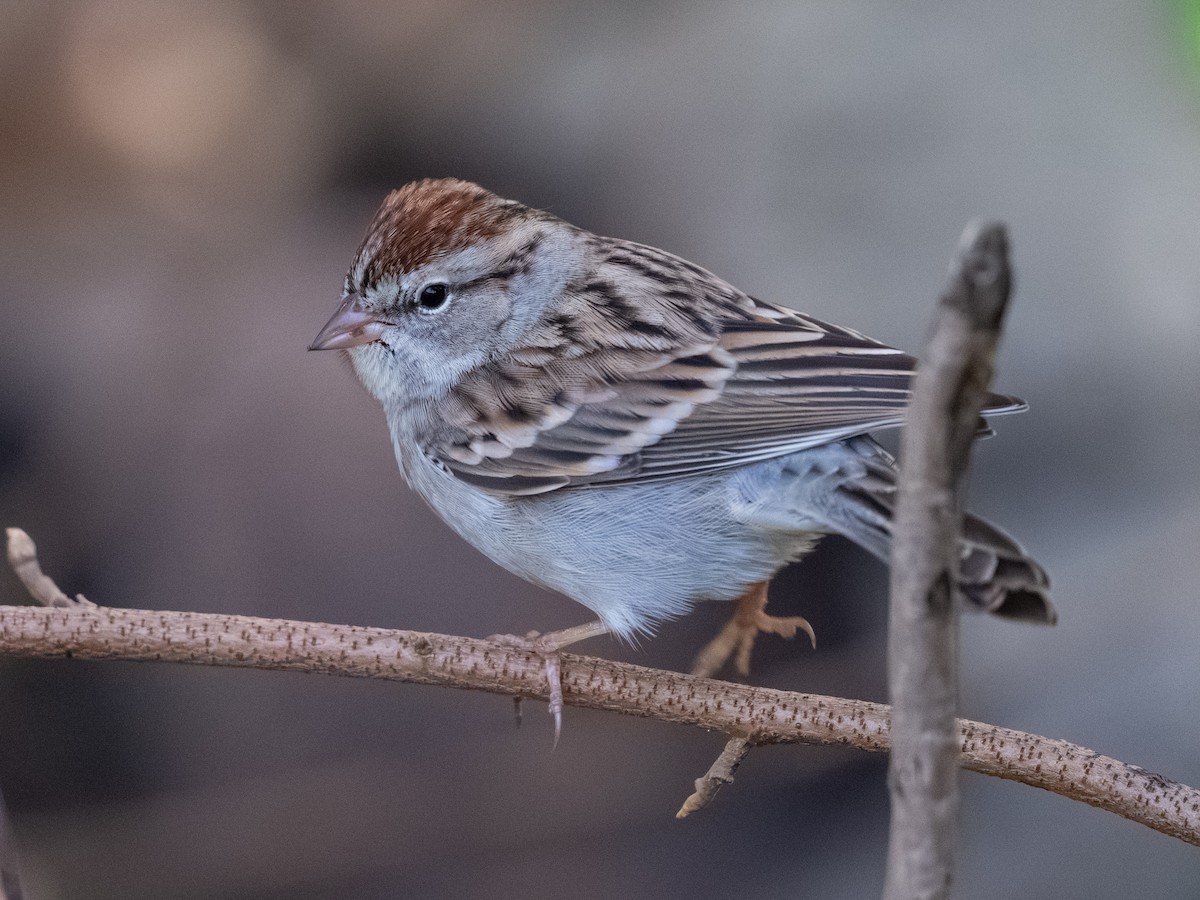 Chipping Sparrow - ML646096912