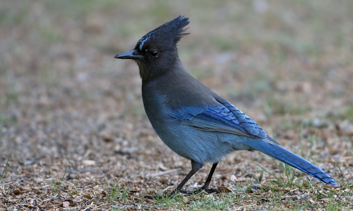 Steller's Jay - ML646096913