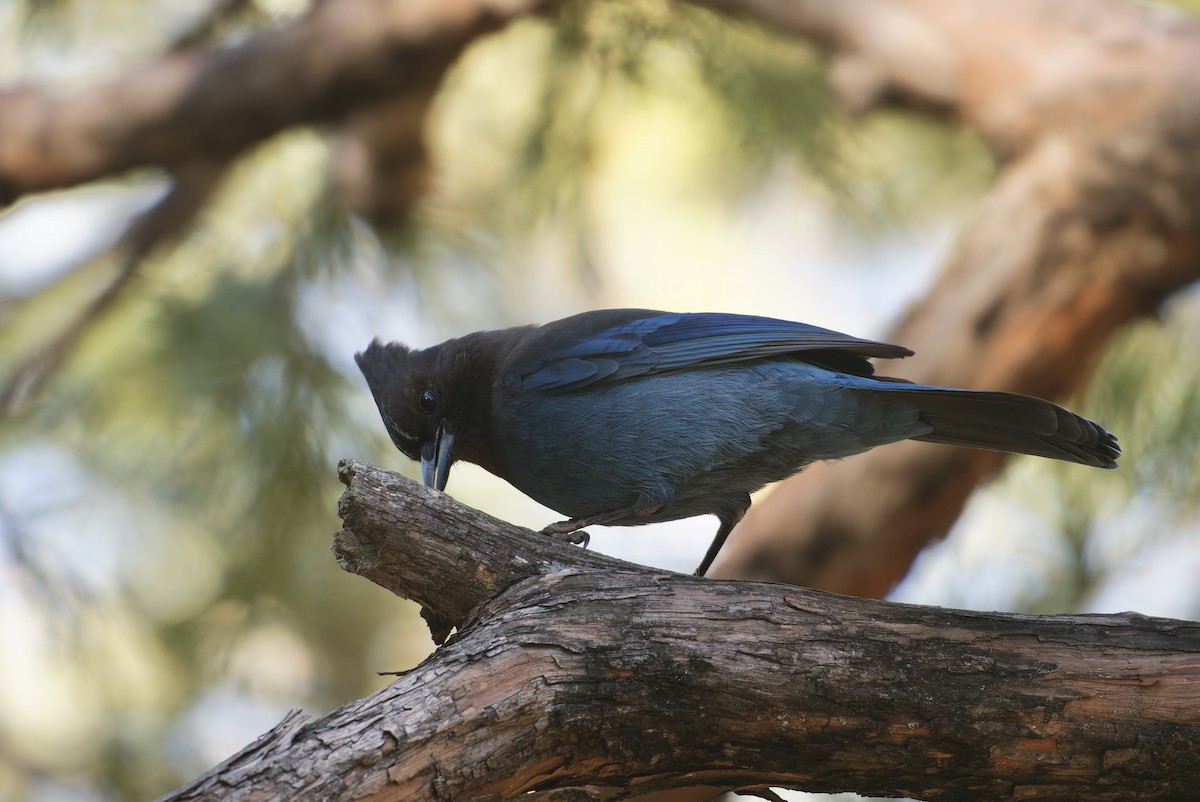 Steller's Jay - ML646096914