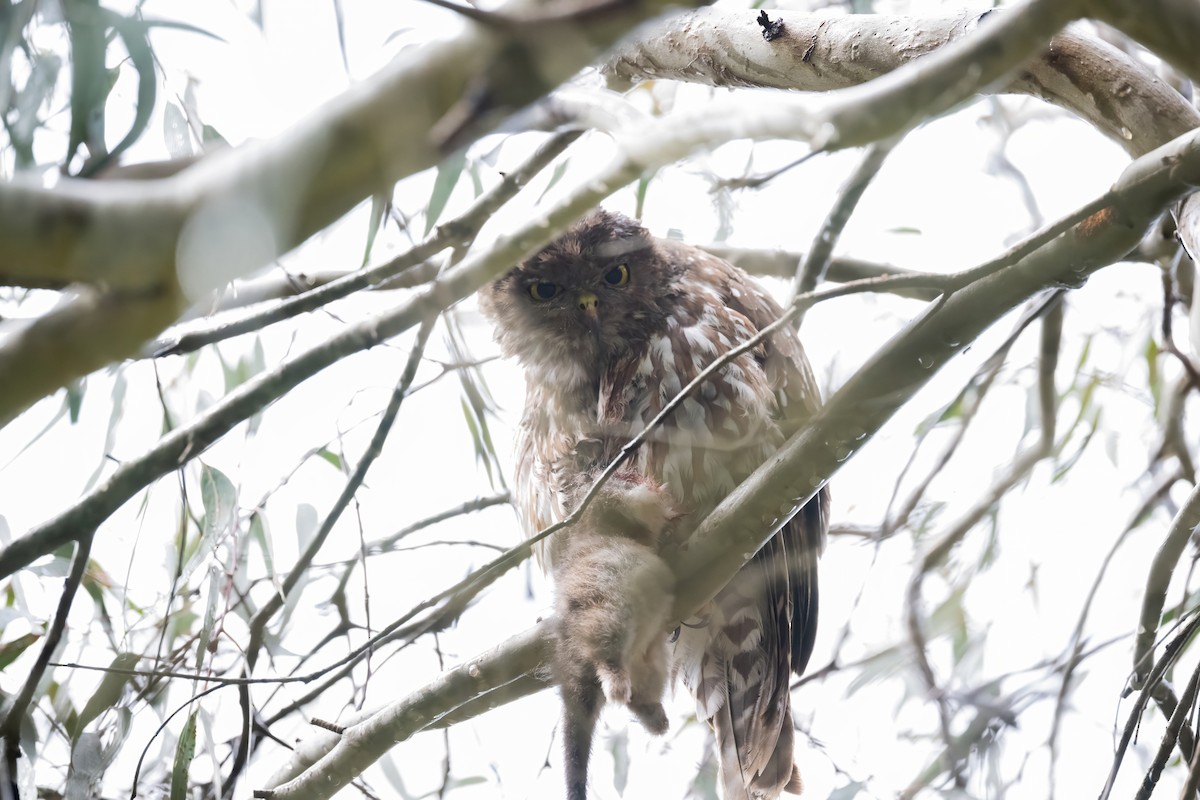 Barking Owl - ML646096916