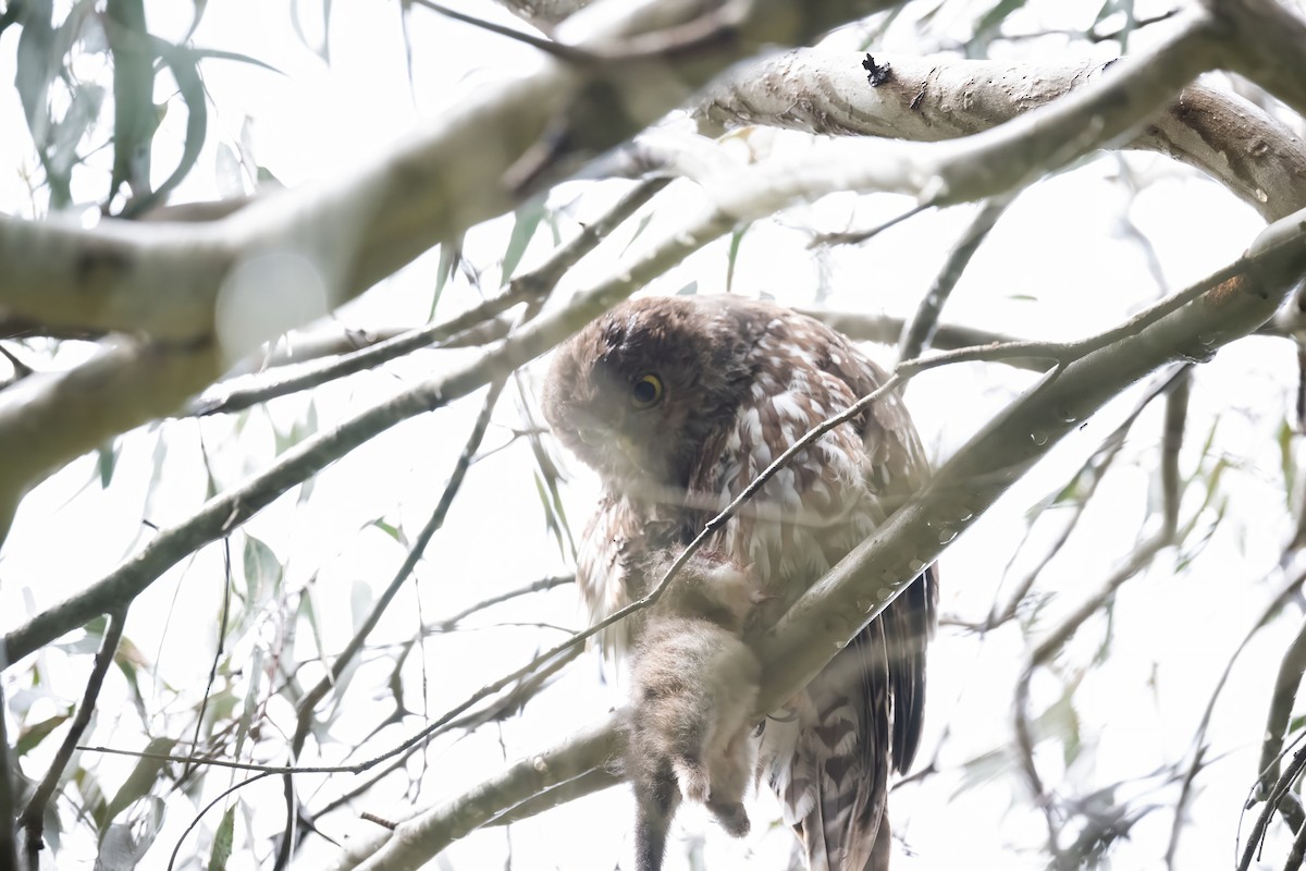 Barking Owl - ML646096920