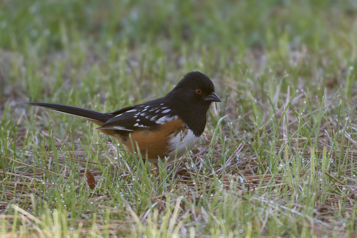Spotted Towhee - ML646096921