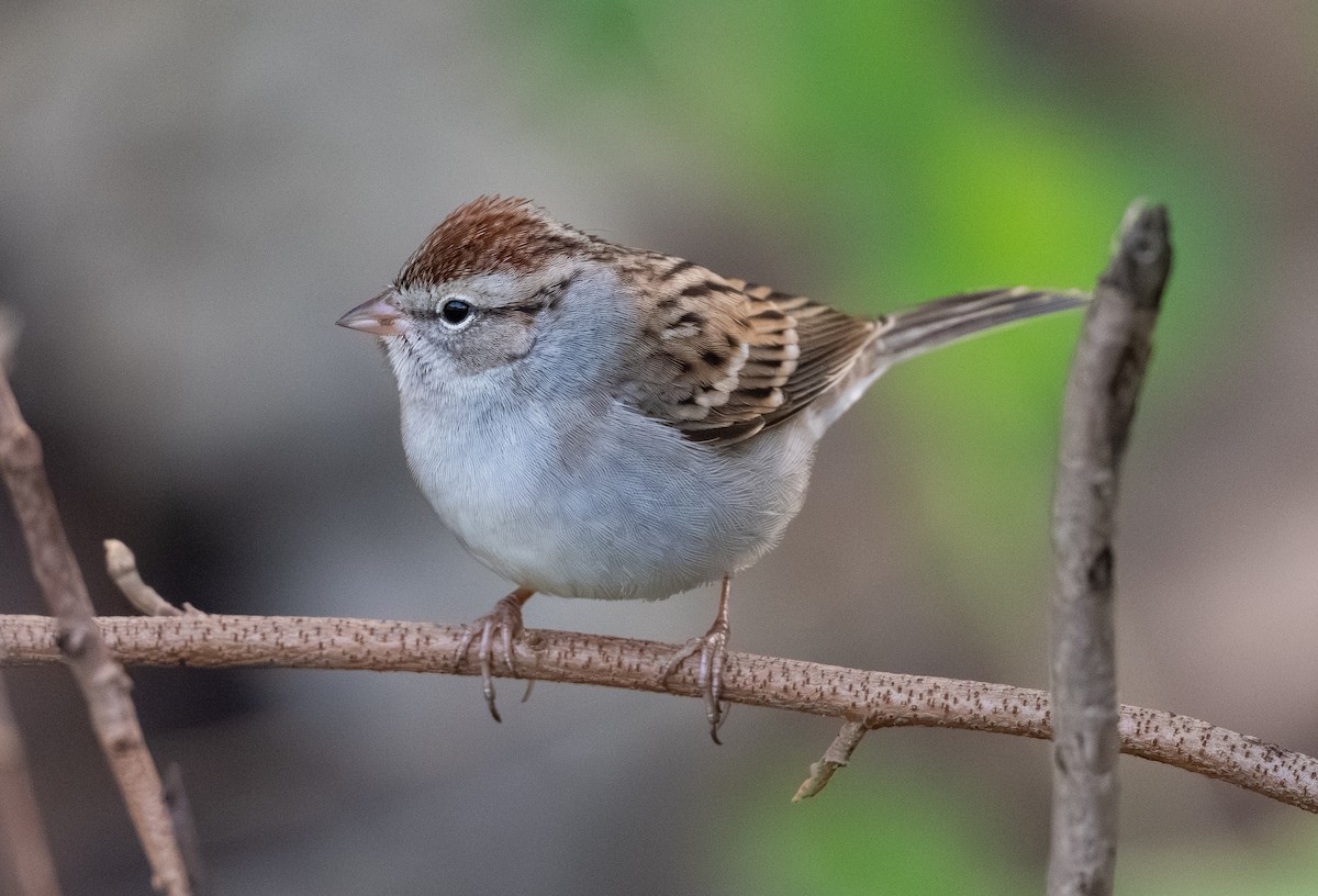 Chipping Sparrow - ML646096923