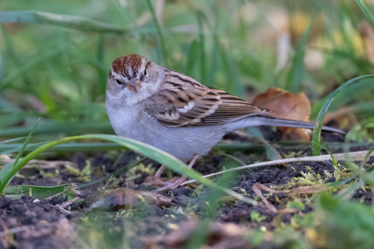 Chipping Sparrow - ML646096928