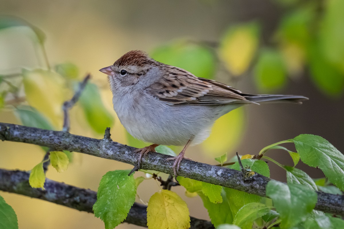 Chipping Sparrow - ML646096936