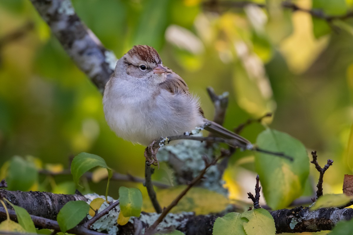 Chipping Sparrow - ML646096937