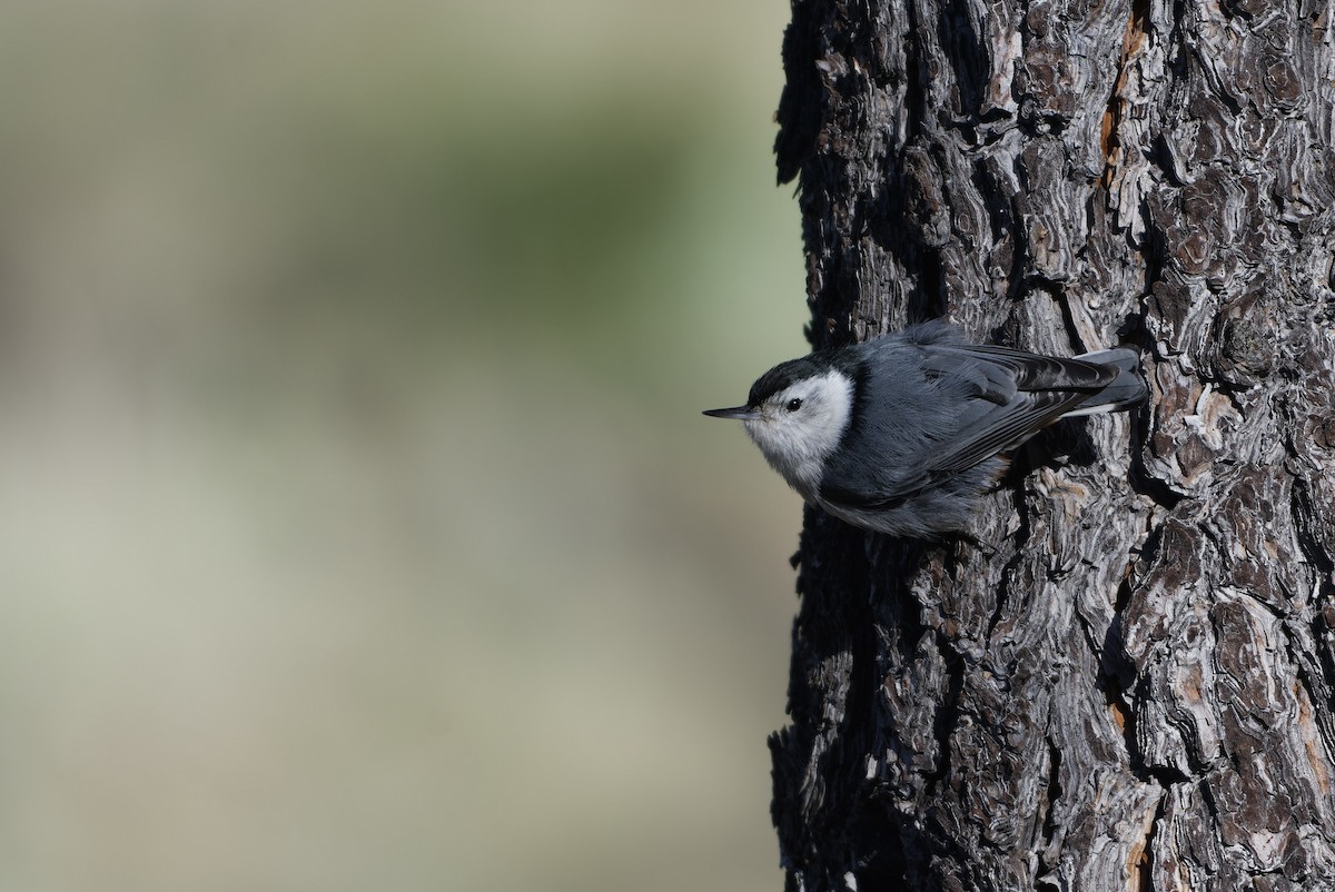 ムナジロゴジュウカラ - ML646096941