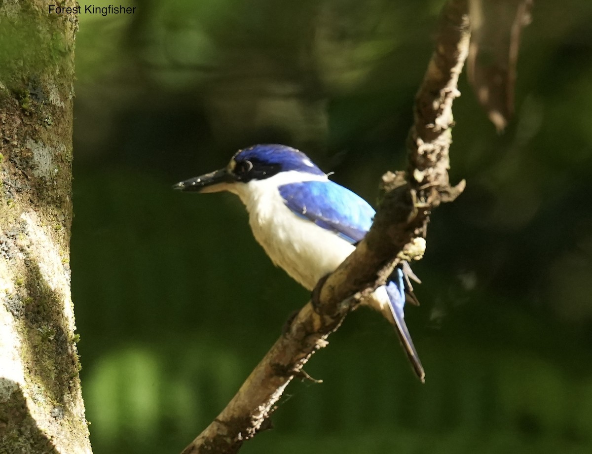Forest Kingfisher - ML646096955