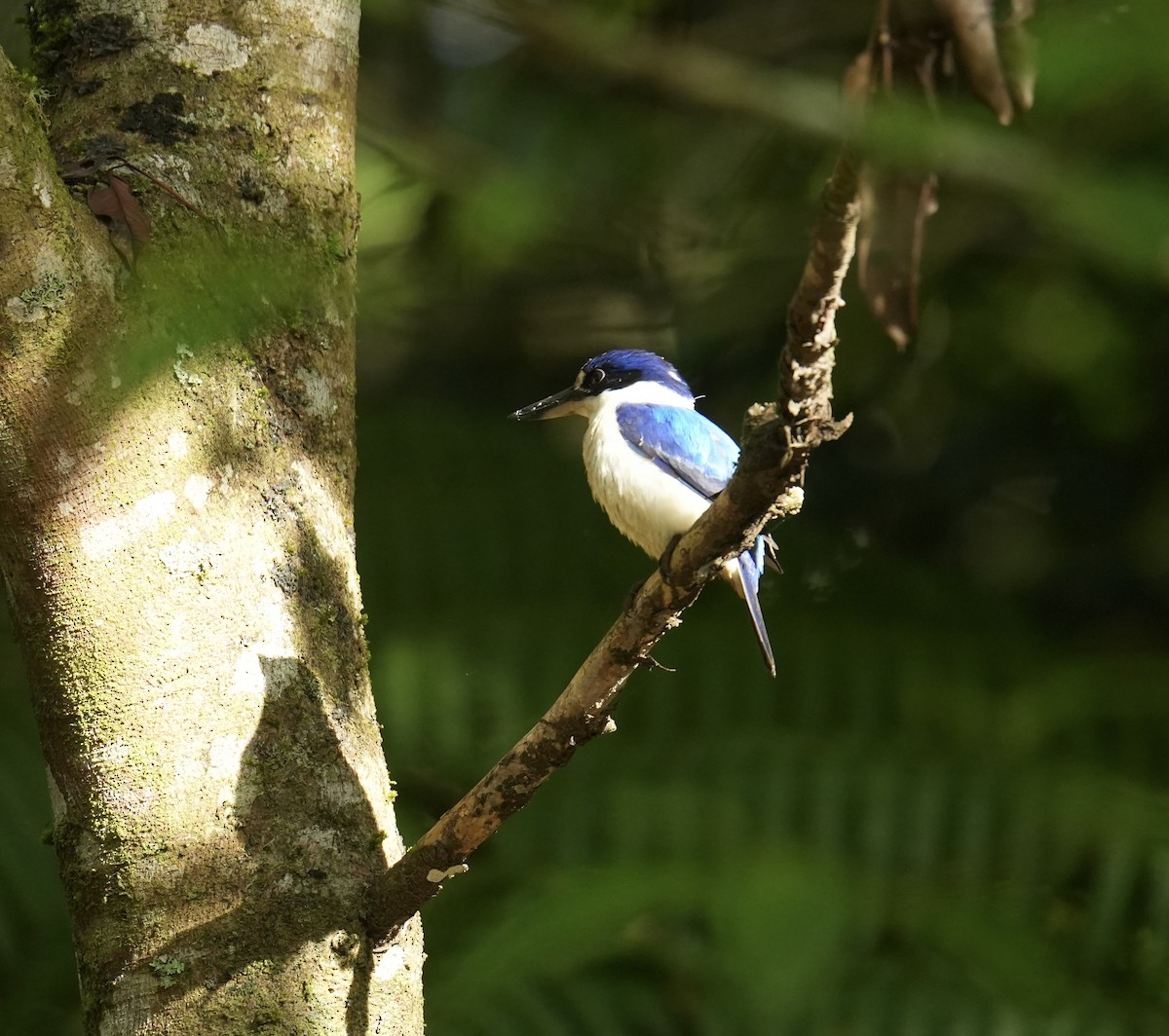 Forest Kingfisher - ML646096956
