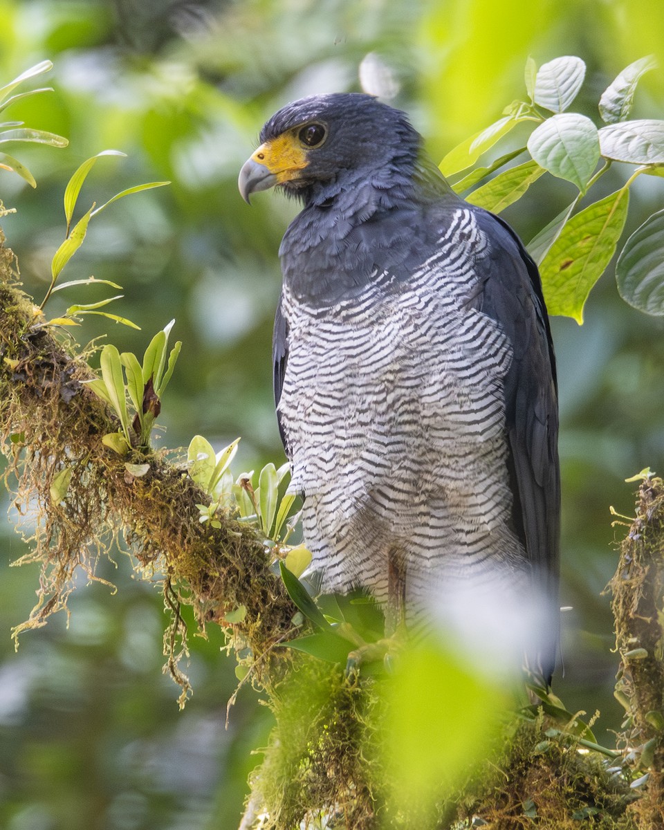 Канюк смугастогрудий - ML646096968