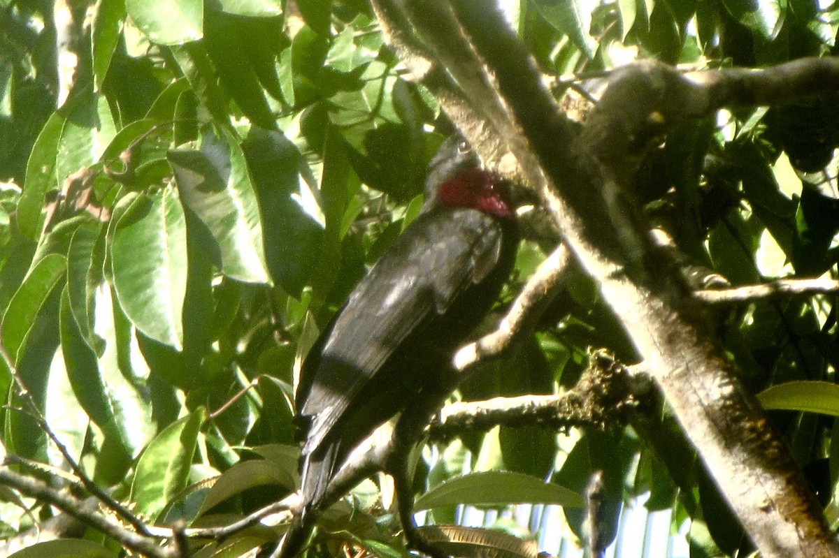 Purple-throated Fruitcrow - ML646096976