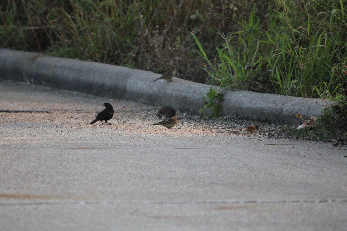 Red-winged Blackbird - ML646096981
