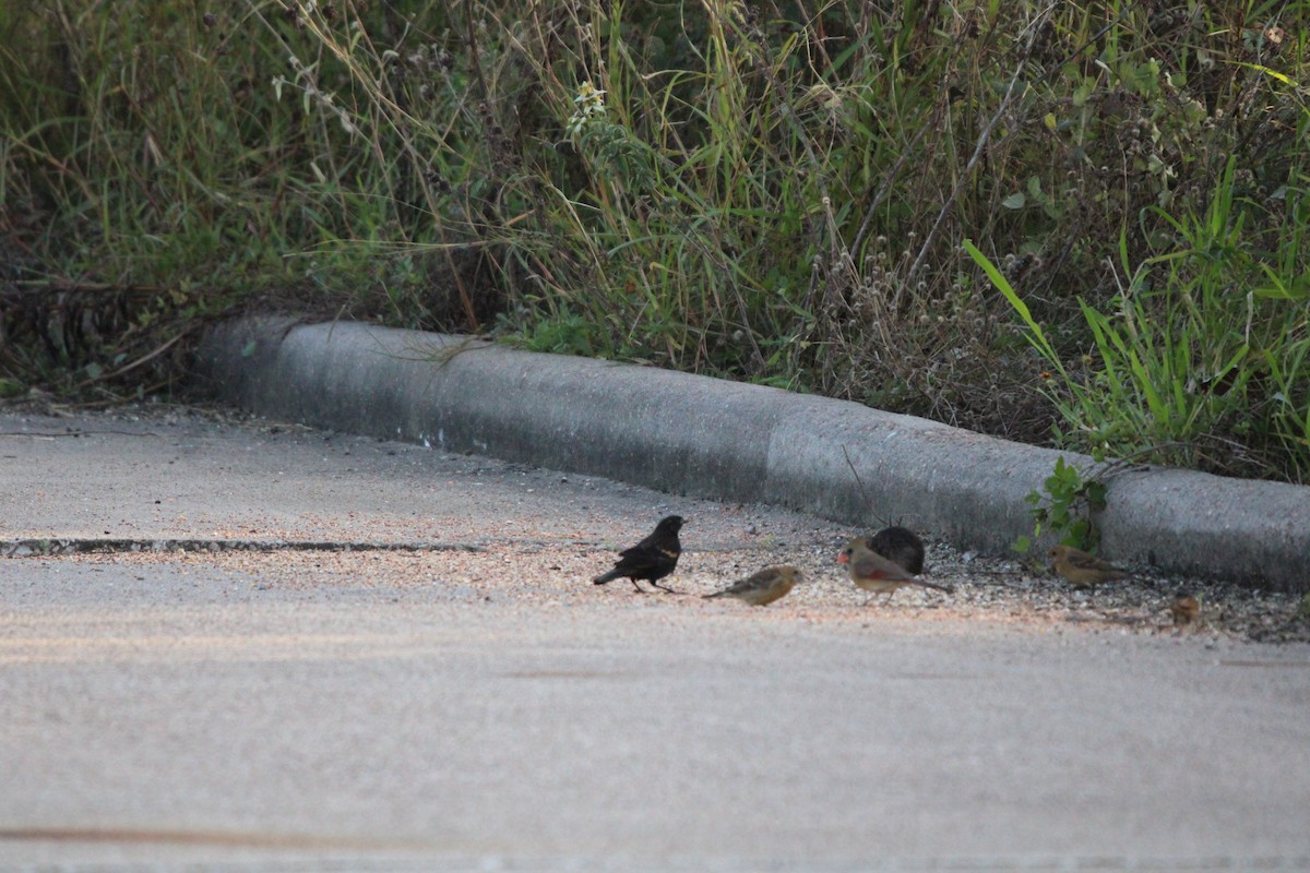 שחרורית אדומת-כנף - ML646096988