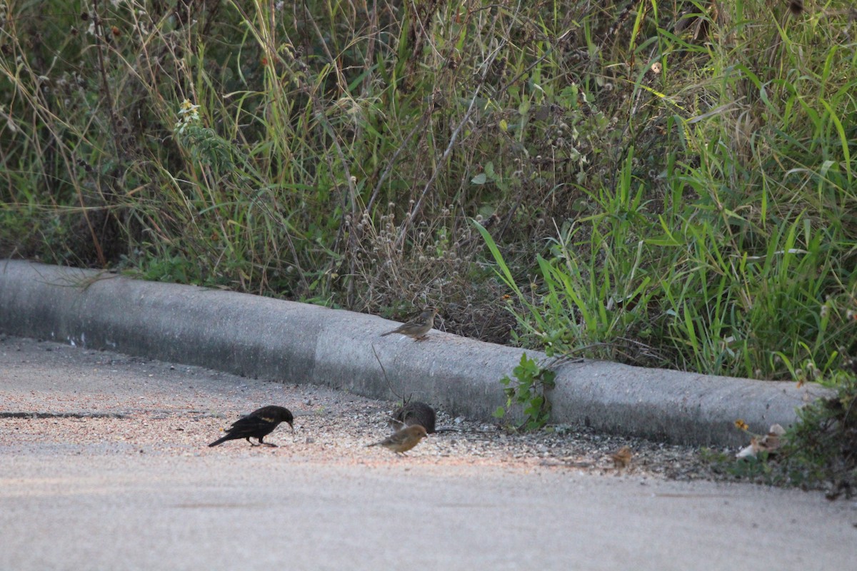 שחרורית אדומת-כנף - ML646096992