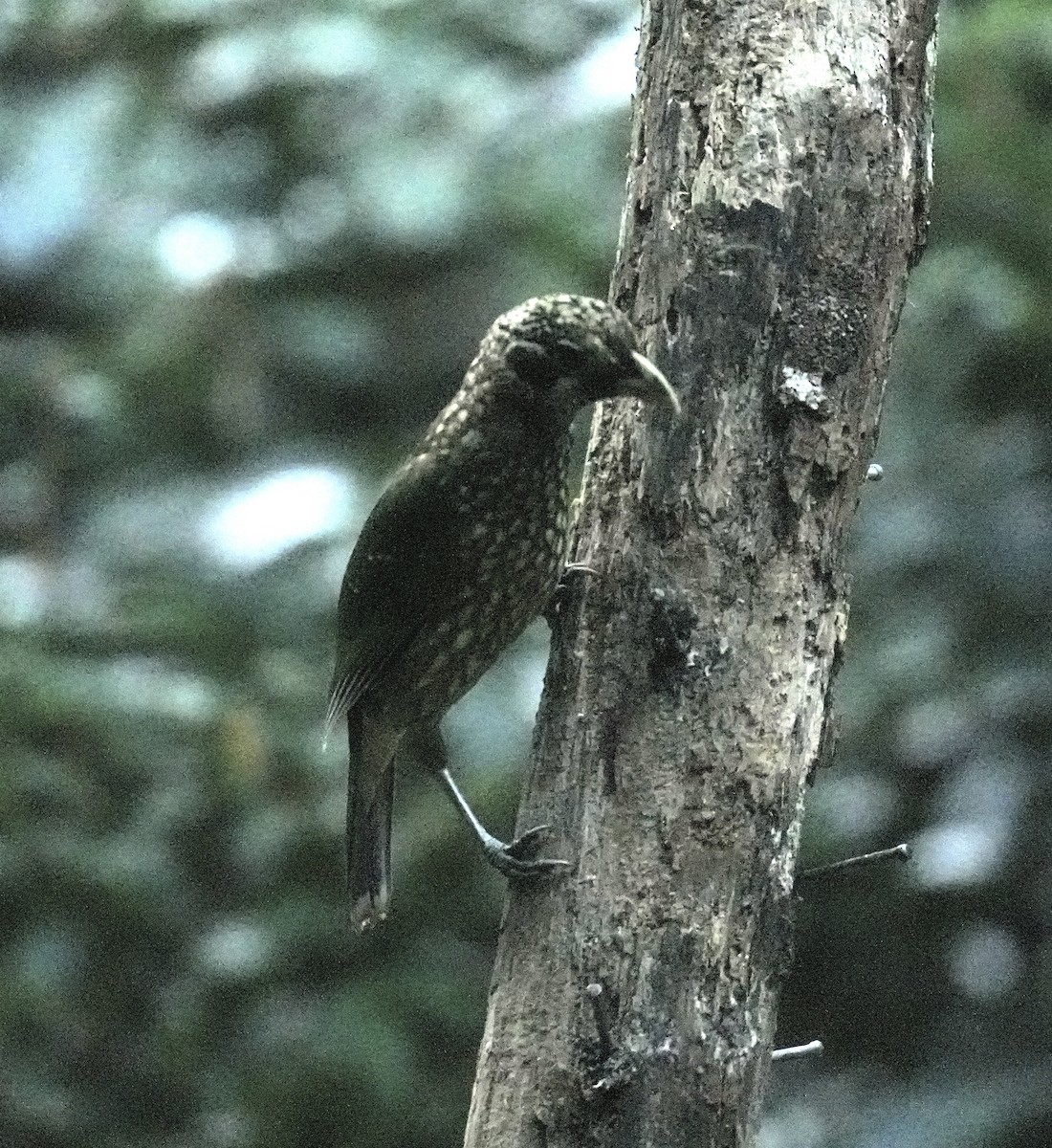 Spotted Catbird - ML646096994