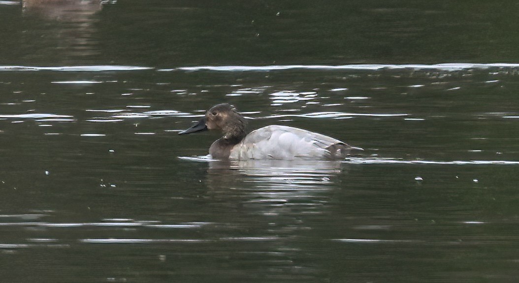 Canvasback - ML646097011