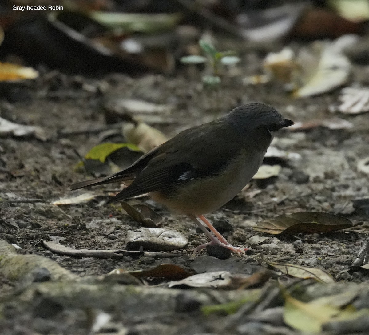 Gray-headed Robin - ML646097015