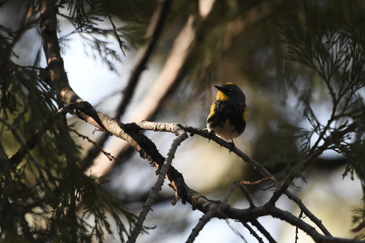 Yellow-rumped Warbler (Audubon's) - ML646097016