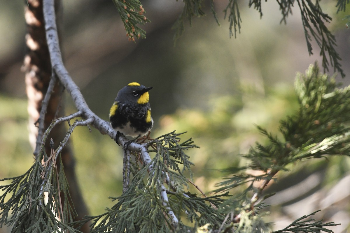 Yellow-rumped Warbler (Audubon's) - ML646097017