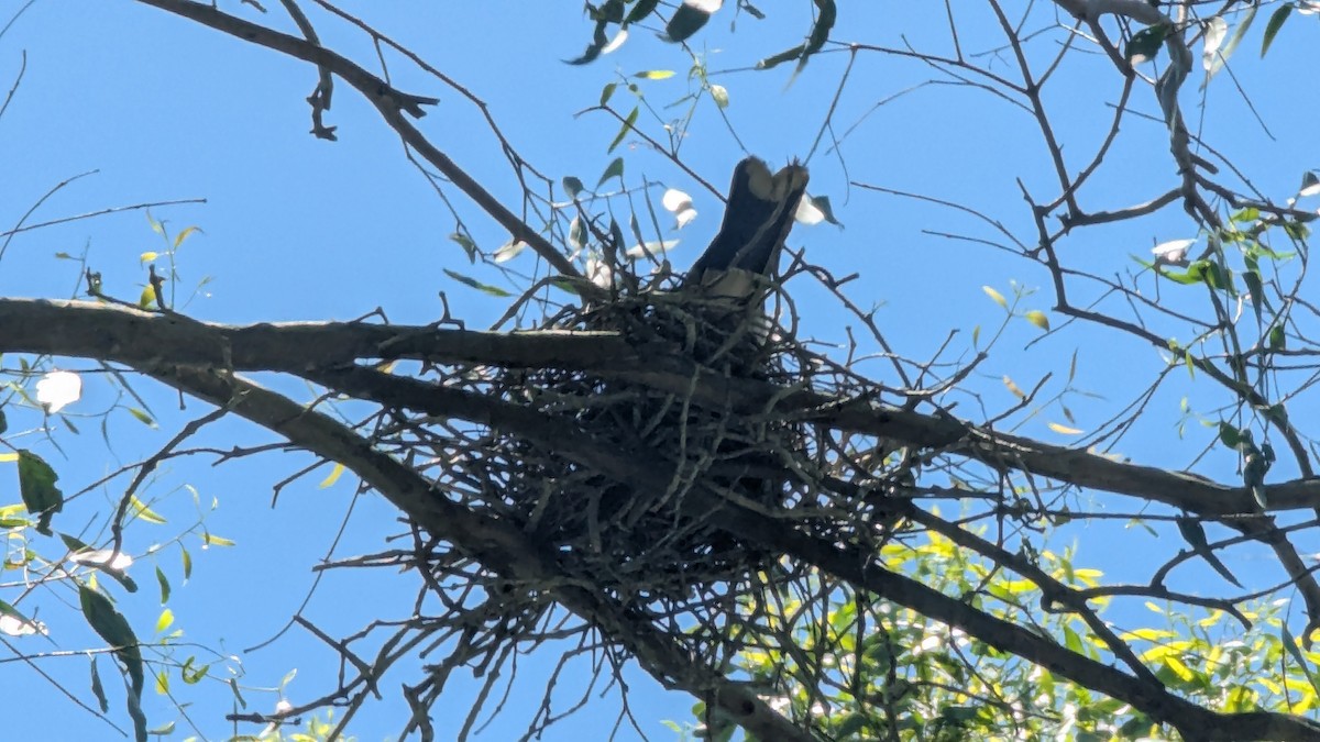 Pied Currawong - ML646097019