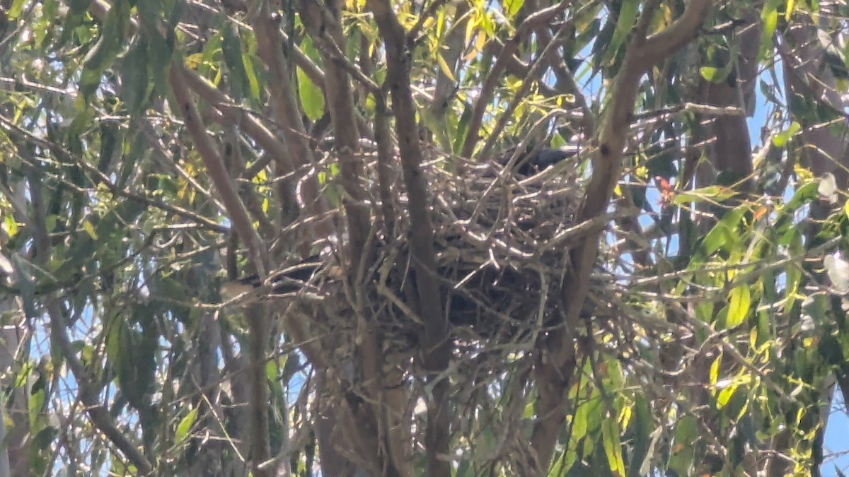 Pied Currawong - ML646097020