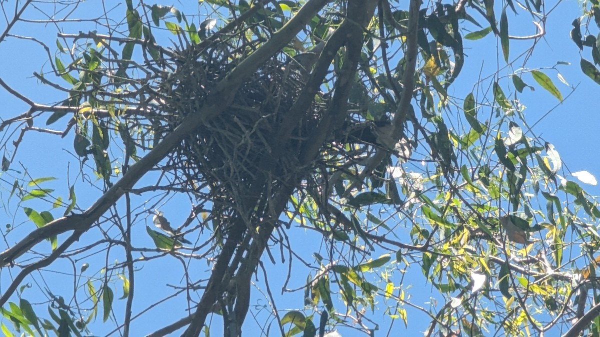 Pied Currawong - ML646097021