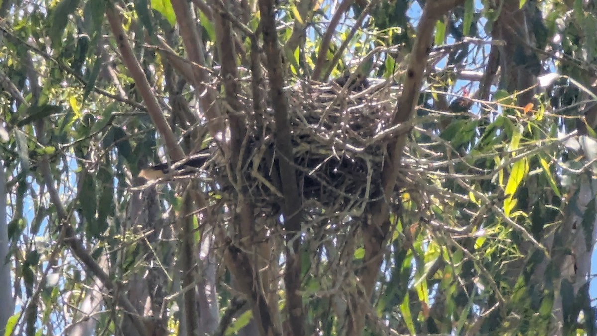 Pied Currawong - ML646097022