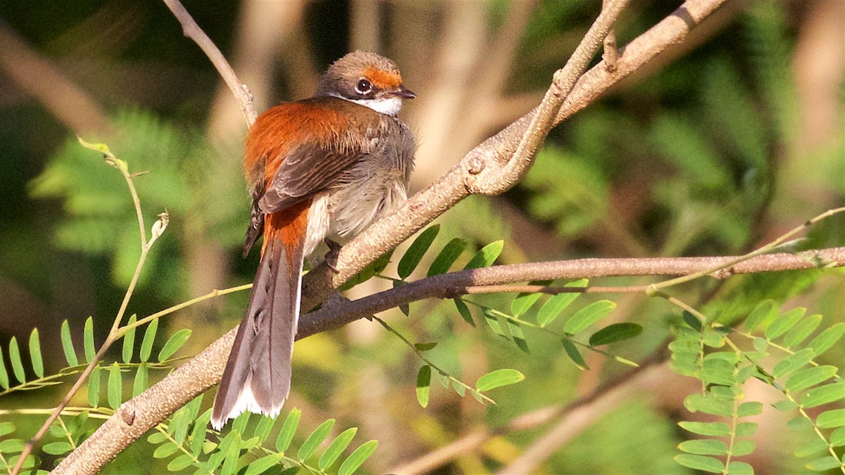 Arafura Fantail - ML646097025