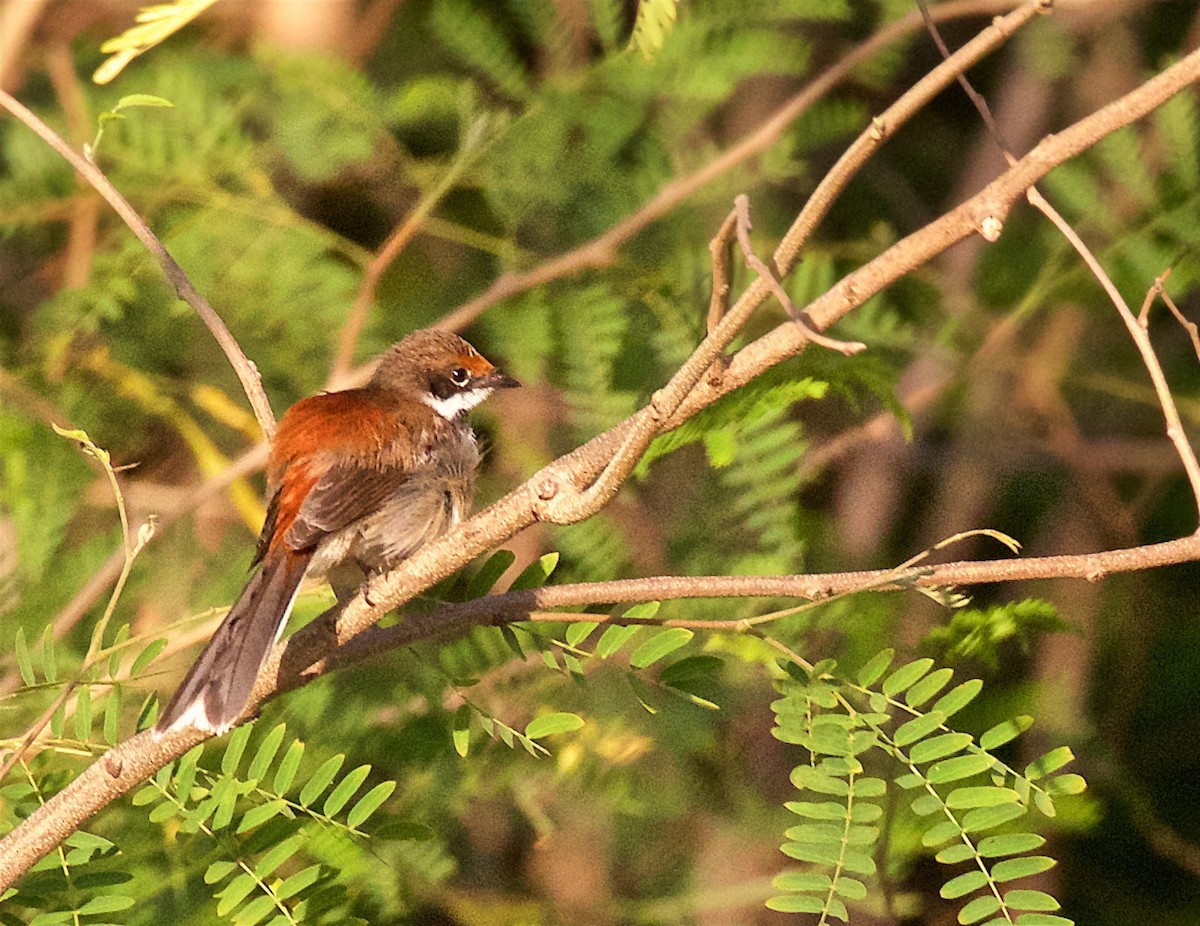 Arafura Fantail - ML646097026