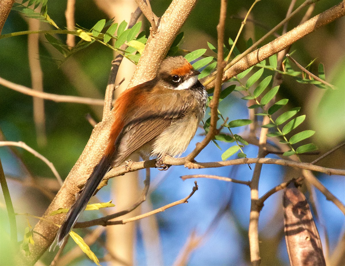 Arafura Fantail - ML646097027